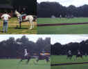 polo2.jpg (130958 bytes)